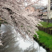 氷川橋の桜